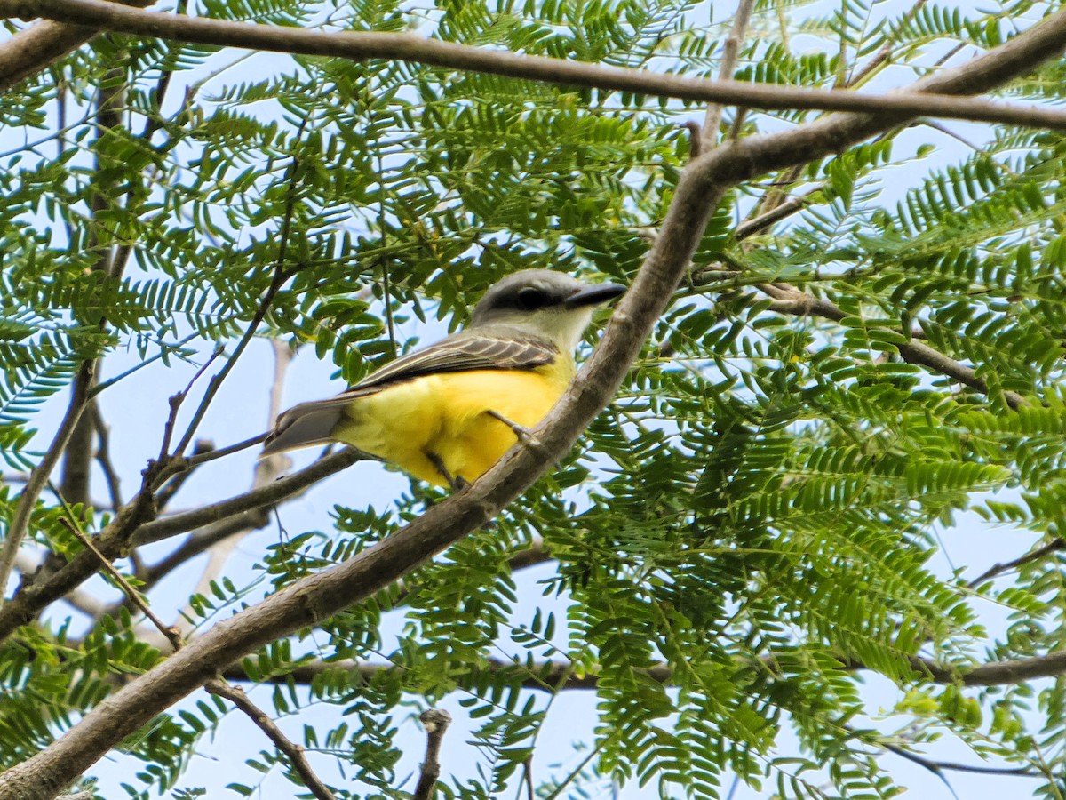 rødkronespett - ML647248045