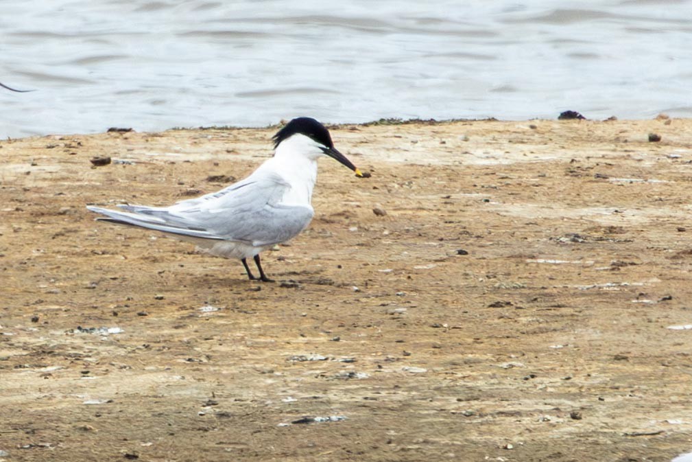 splitterne - ML647248047