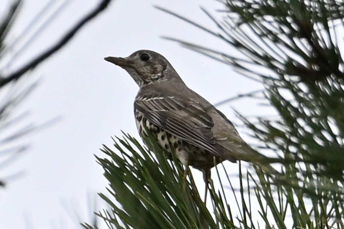 Mistle Thrush - ML647248049