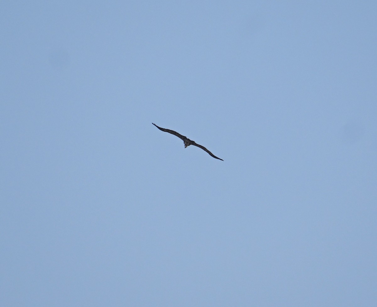 Lappet-faced Vulture - ML647248050