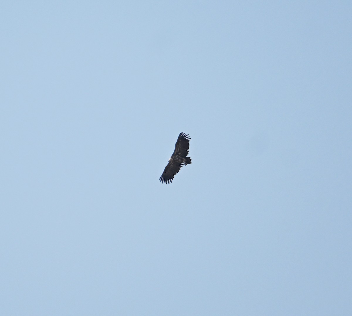 Lappet-faced Vulture - ML647248052