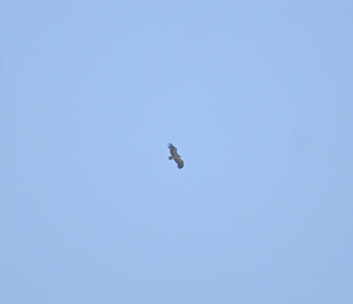 Lappet-faced Vulture - ML647248054