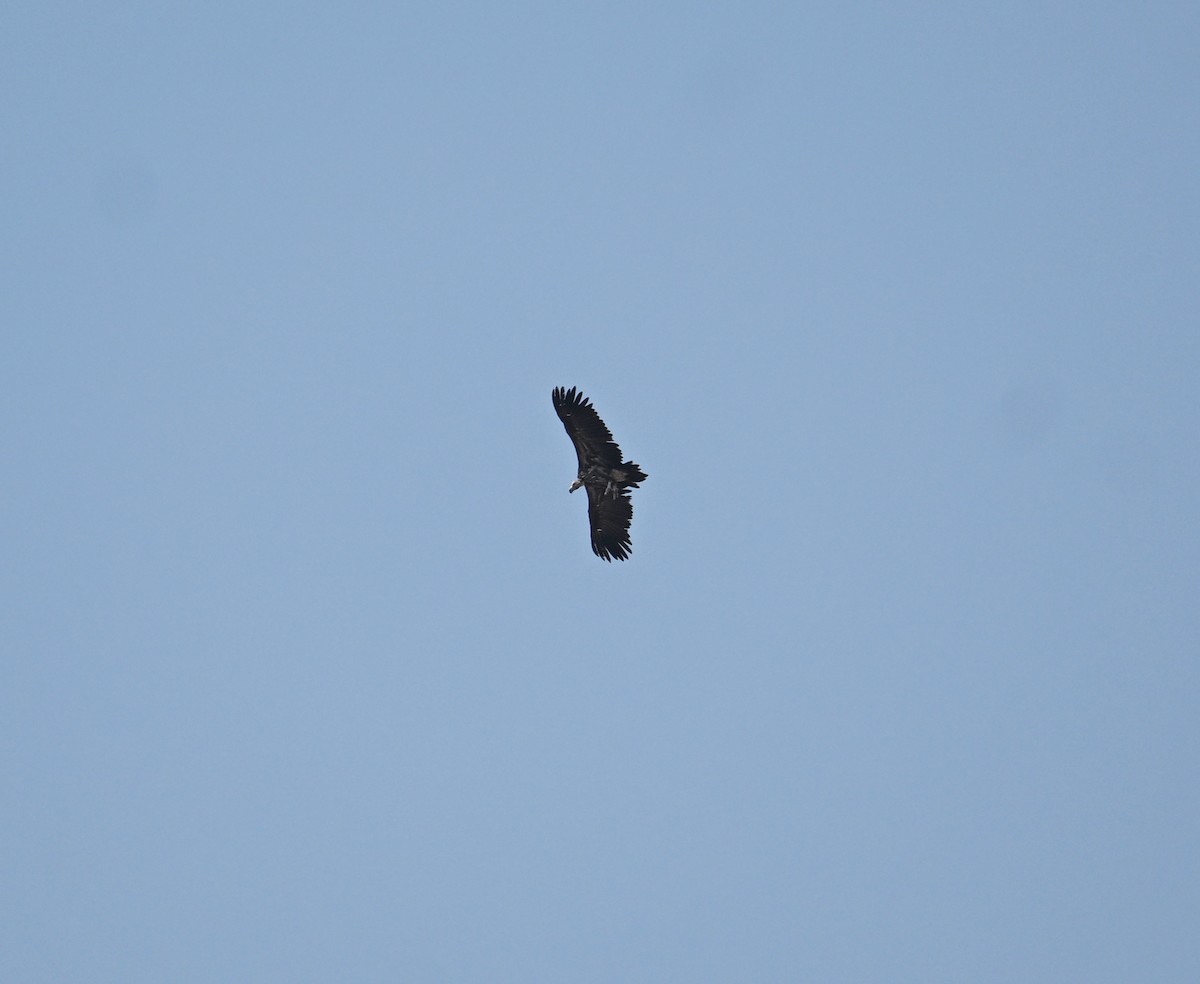 Lappet-faced Vulture - ML647248055