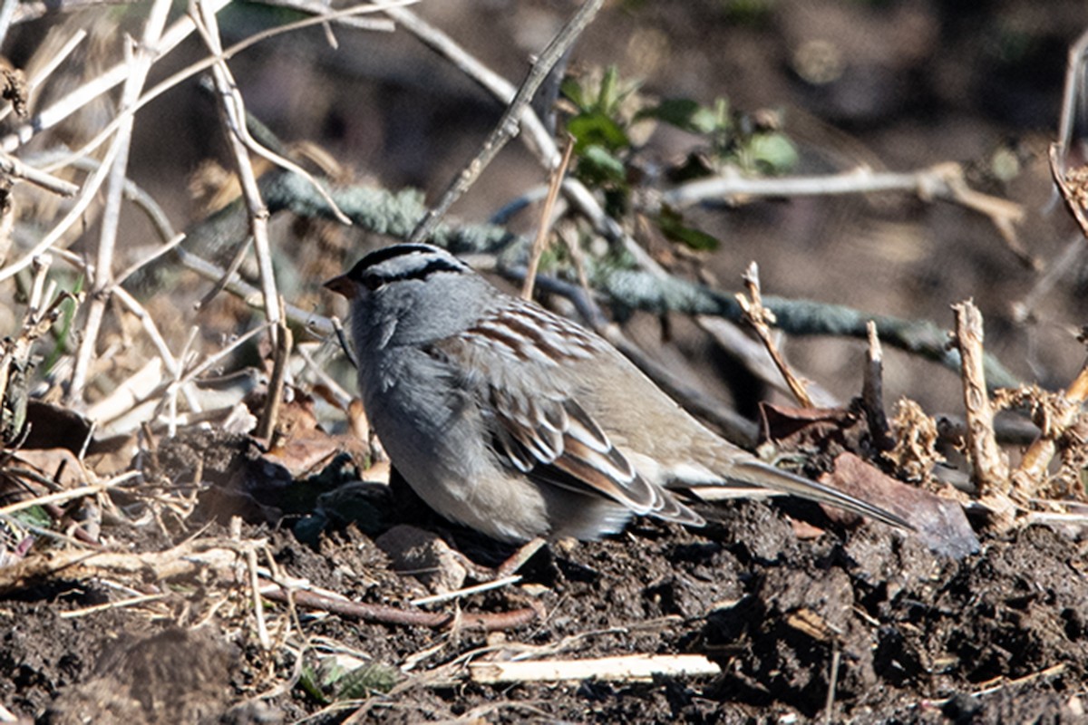 White-crowned Sparrow - ML647248065