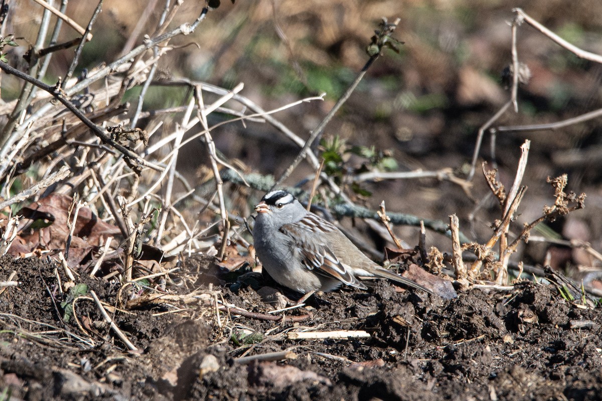 White-crowned Sparrow - ML647248066
