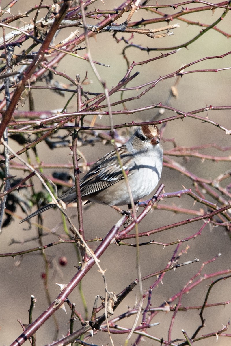 White-crowned Sparrow - ML647248067