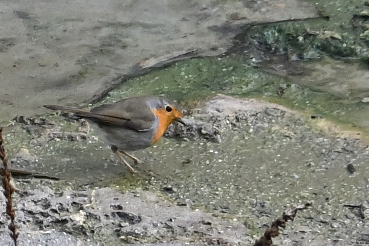 European Robin - ML647248068