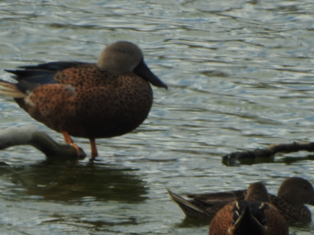 Red Shoveler - ML647248069