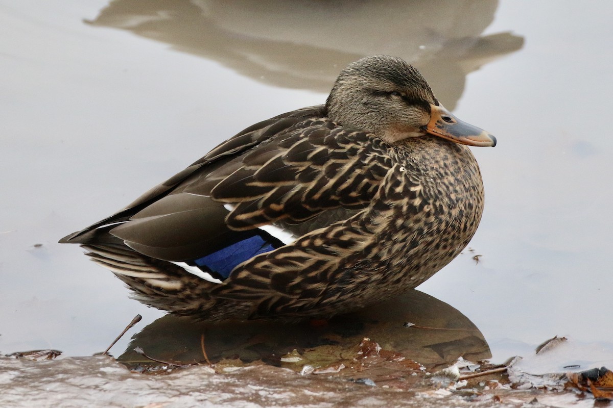 stokkand - ML647248071