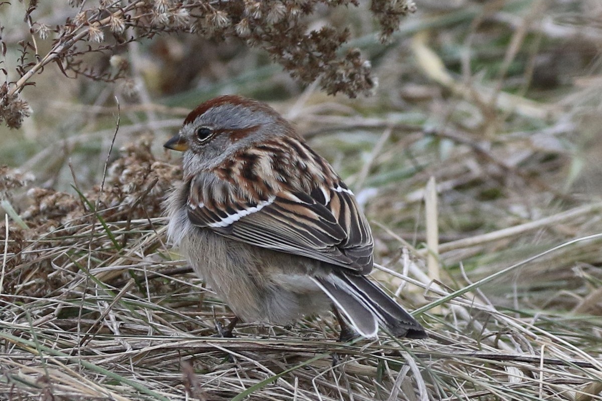 bjørkespurv - ML647248084