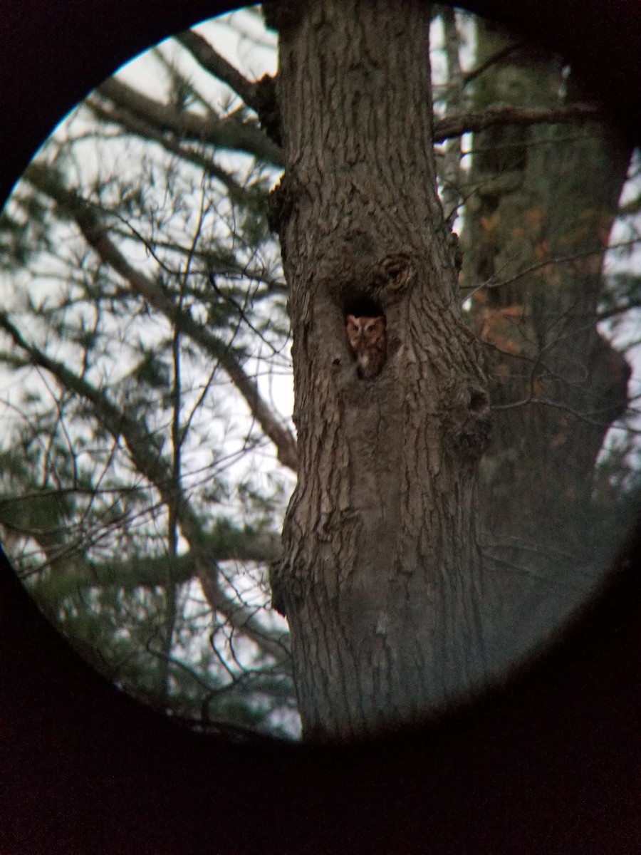 Eastern Screech-Owl - ML647248091