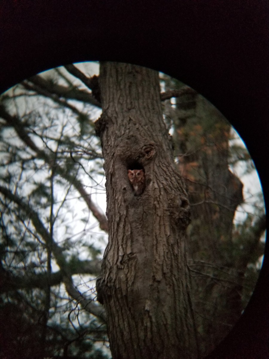 Eastern Screech-Owl - ML647248092