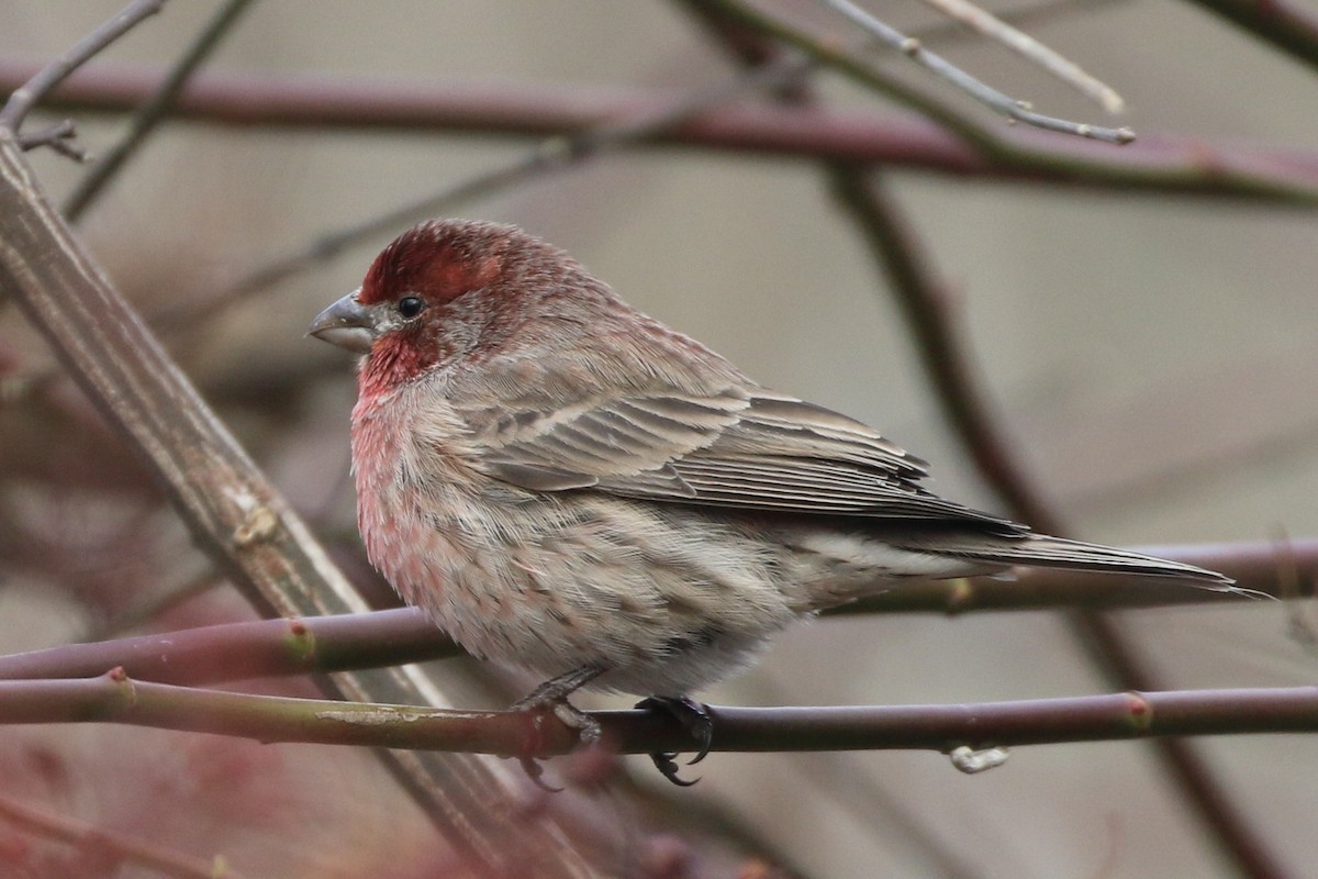 husrosenfink - ML647248110