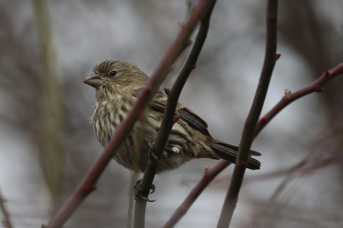 husrosenfink - ML647248117