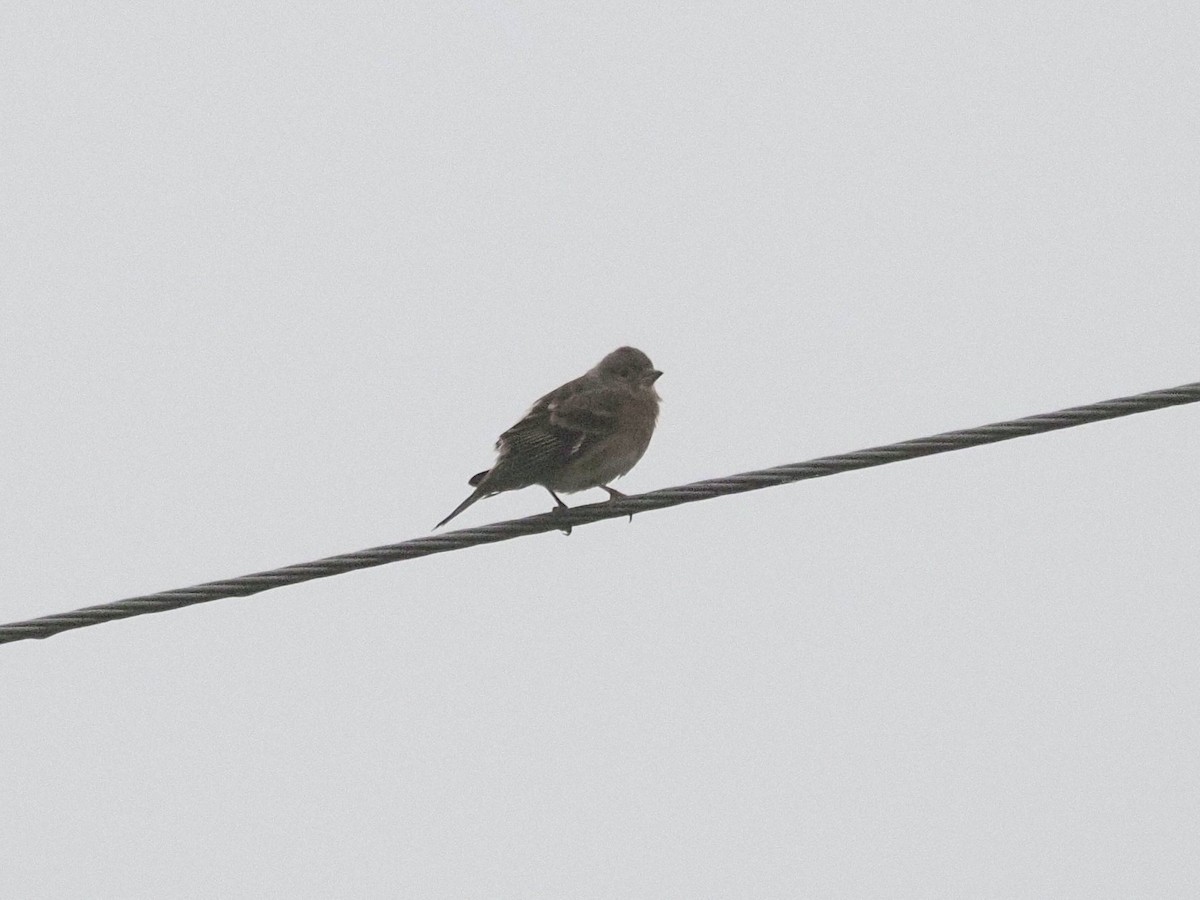 פרוש מצוי - ML647248121