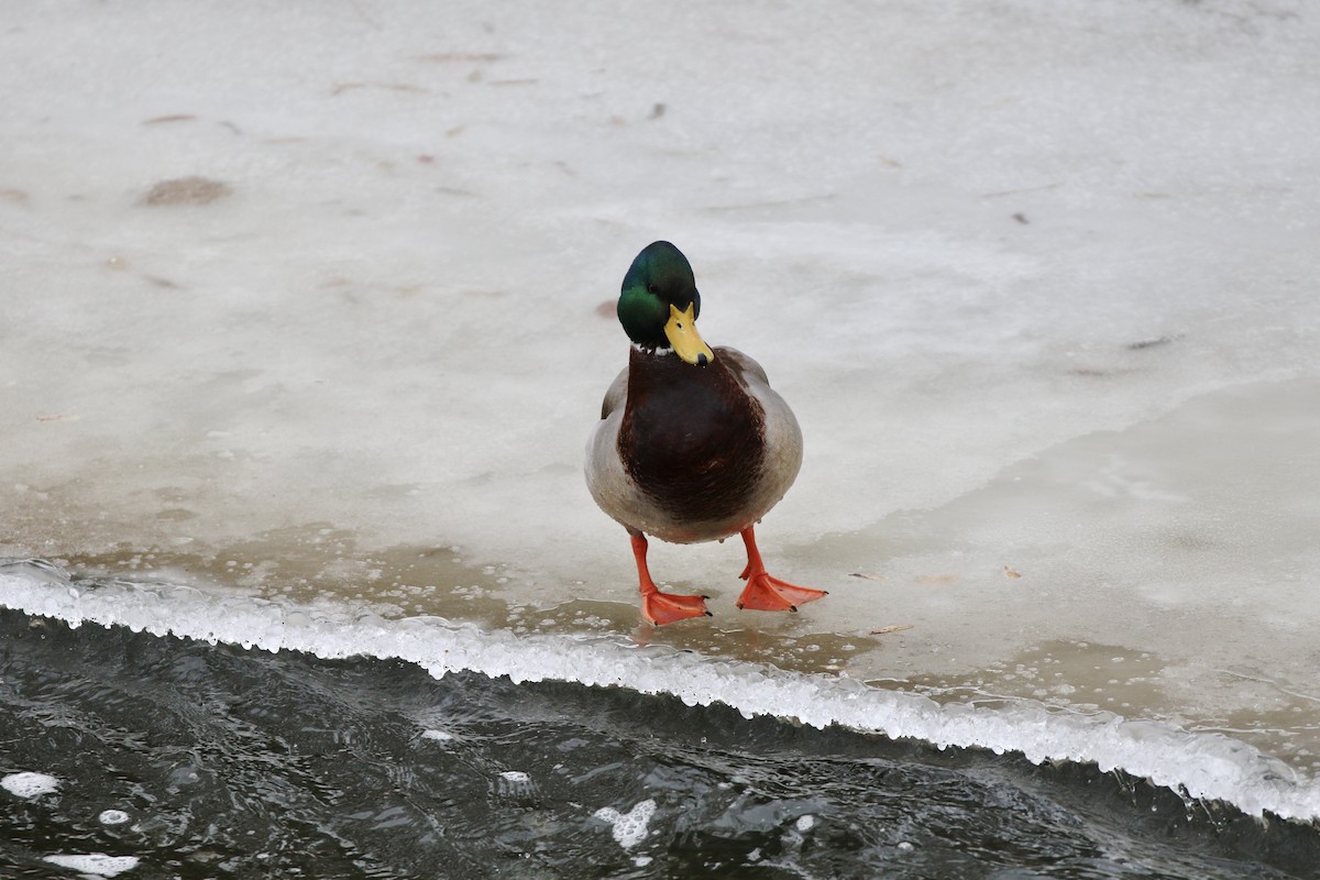 stokkand - ML647248136