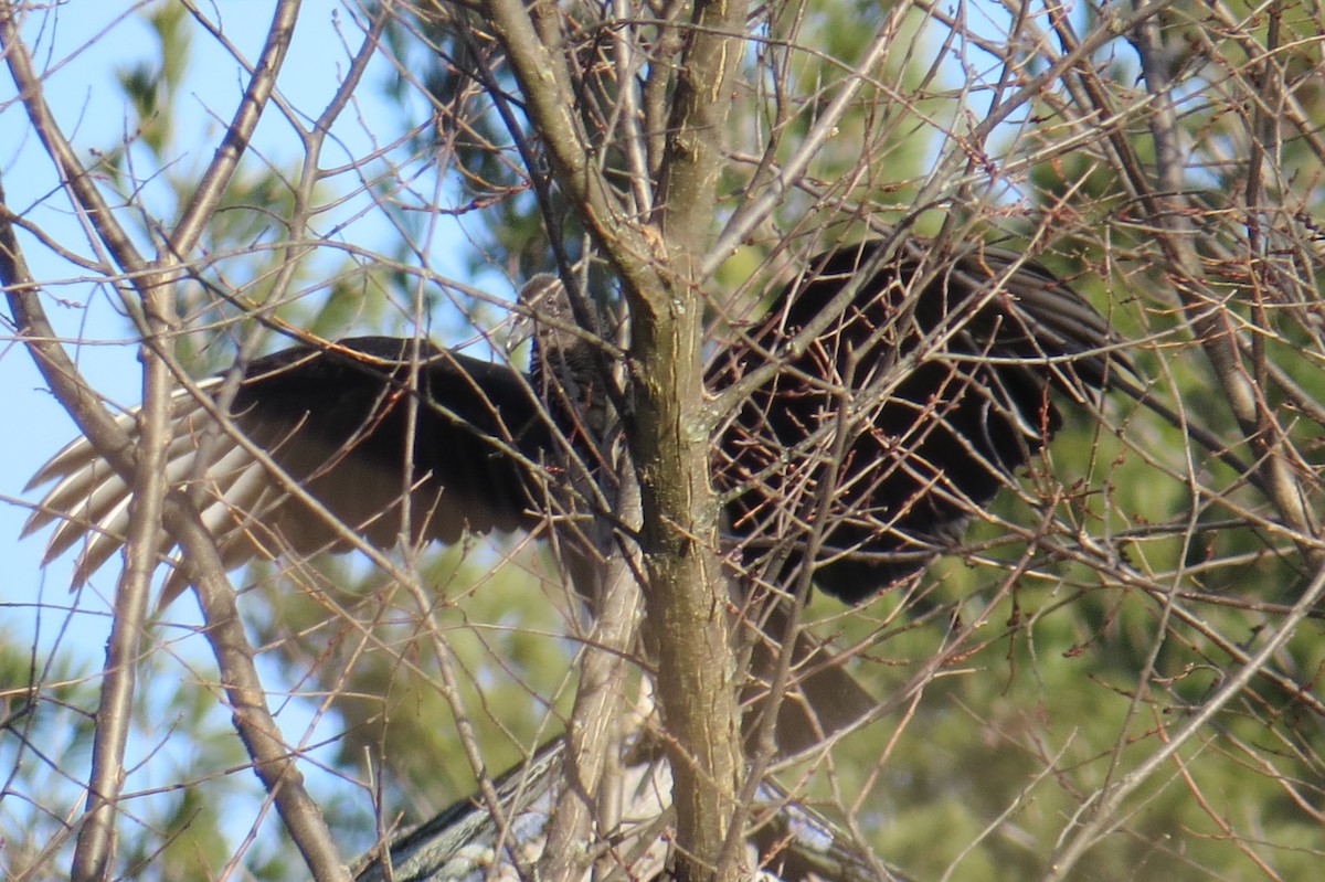 Black Vulture - ML647248137