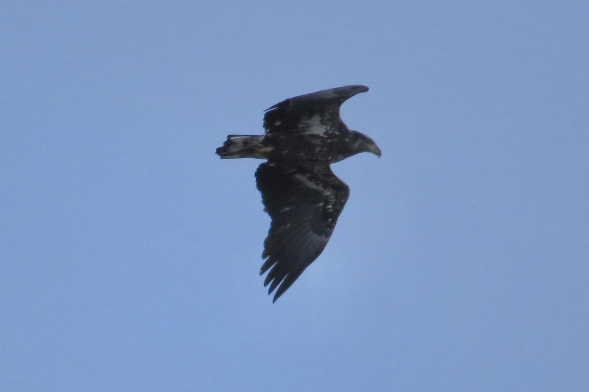 Bald Eagle - ML647248146