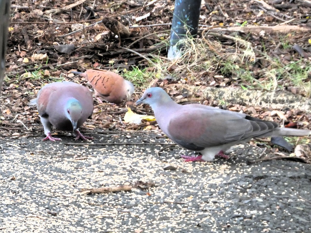 Pale-vented Pigeon - ML647248150