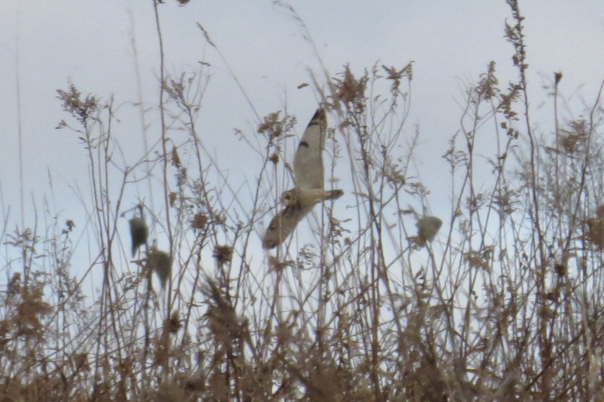 Short-eared Owl - ML647248159