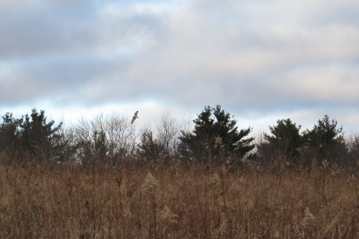 Short-eared Owl - ML647248160
