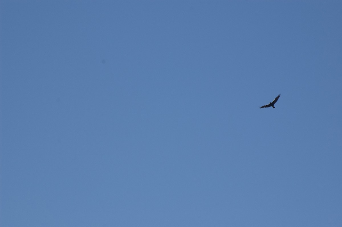 Spanish Eagle - ML647248182