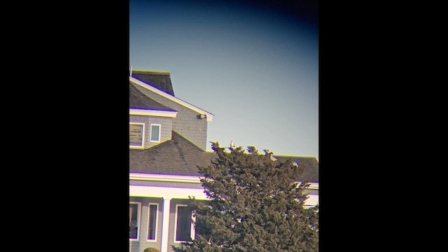 Ring-billed Gull - ML647248188