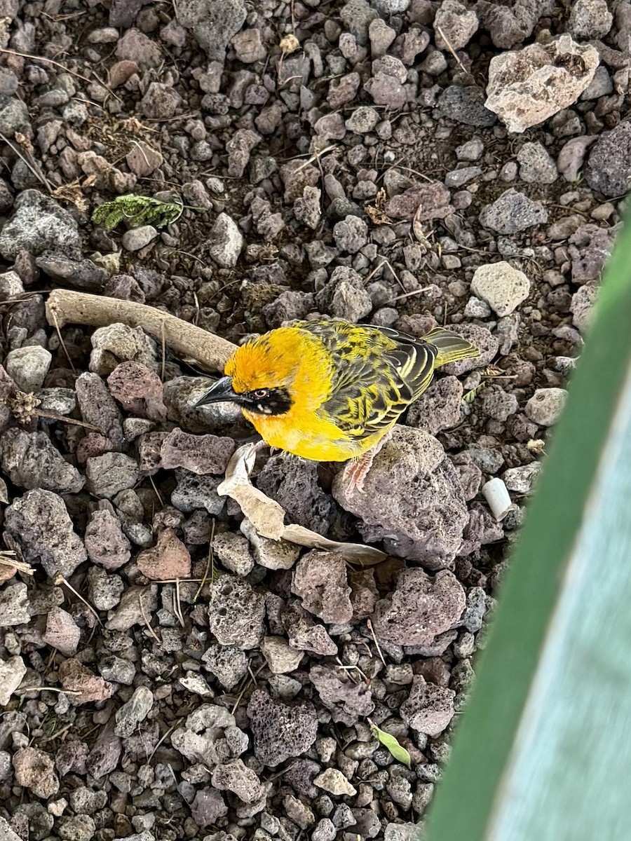 Speke's Weaver - ML647248203