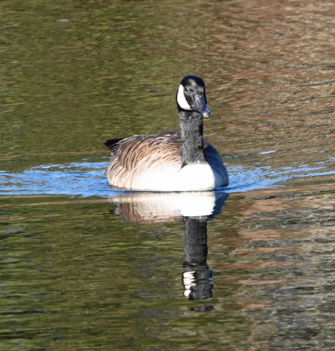 ברנטה קנדית - ML647248209