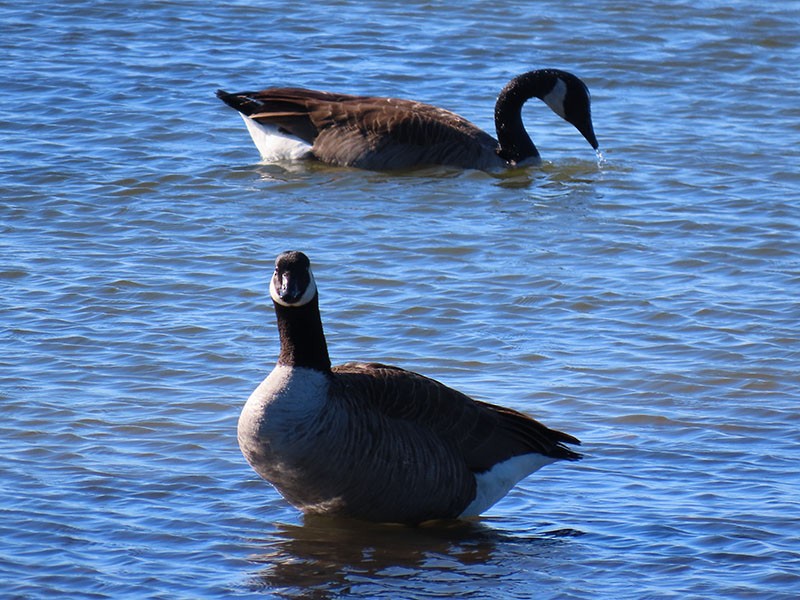ברנטה קנדית - ML647248210