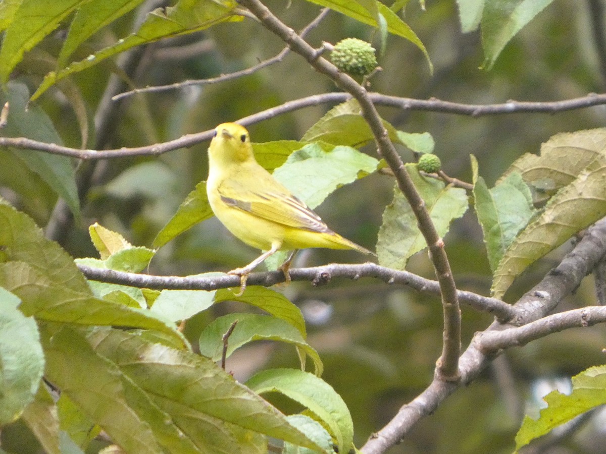 Sarı Ötleğen - ML647248211