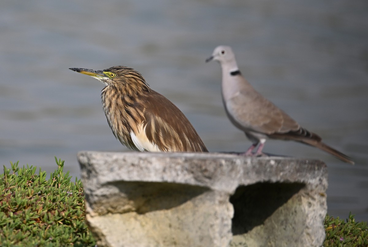 Indian Pond-Heron - ML647248213