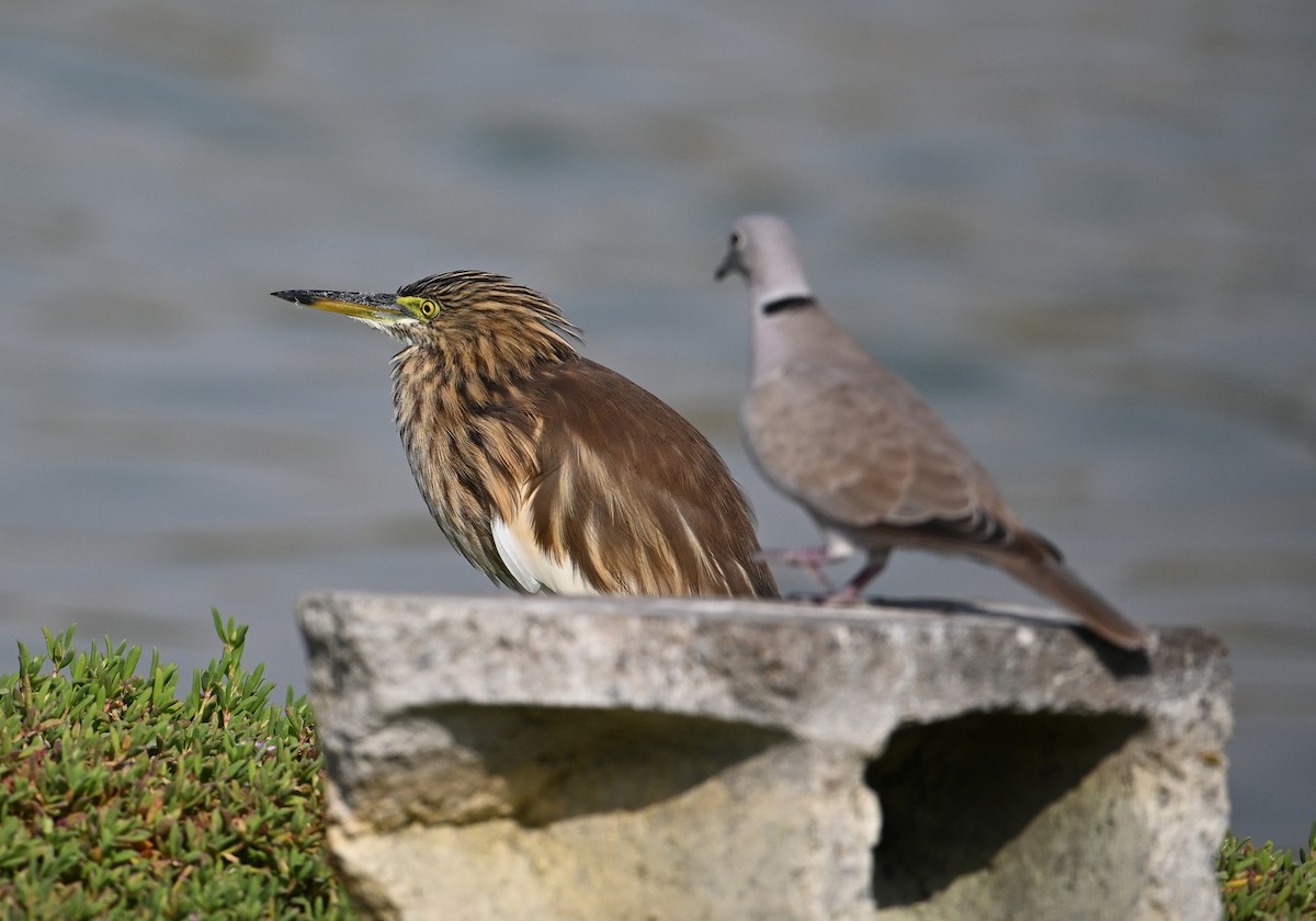 Indian Pond-Heron - ML647248214