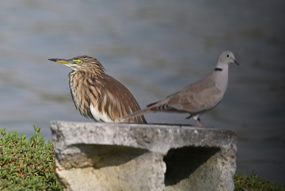 Indian Pond-Heron - ML647248215