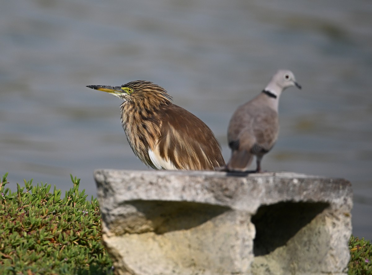 Indian Pond-Heron - ML647248216