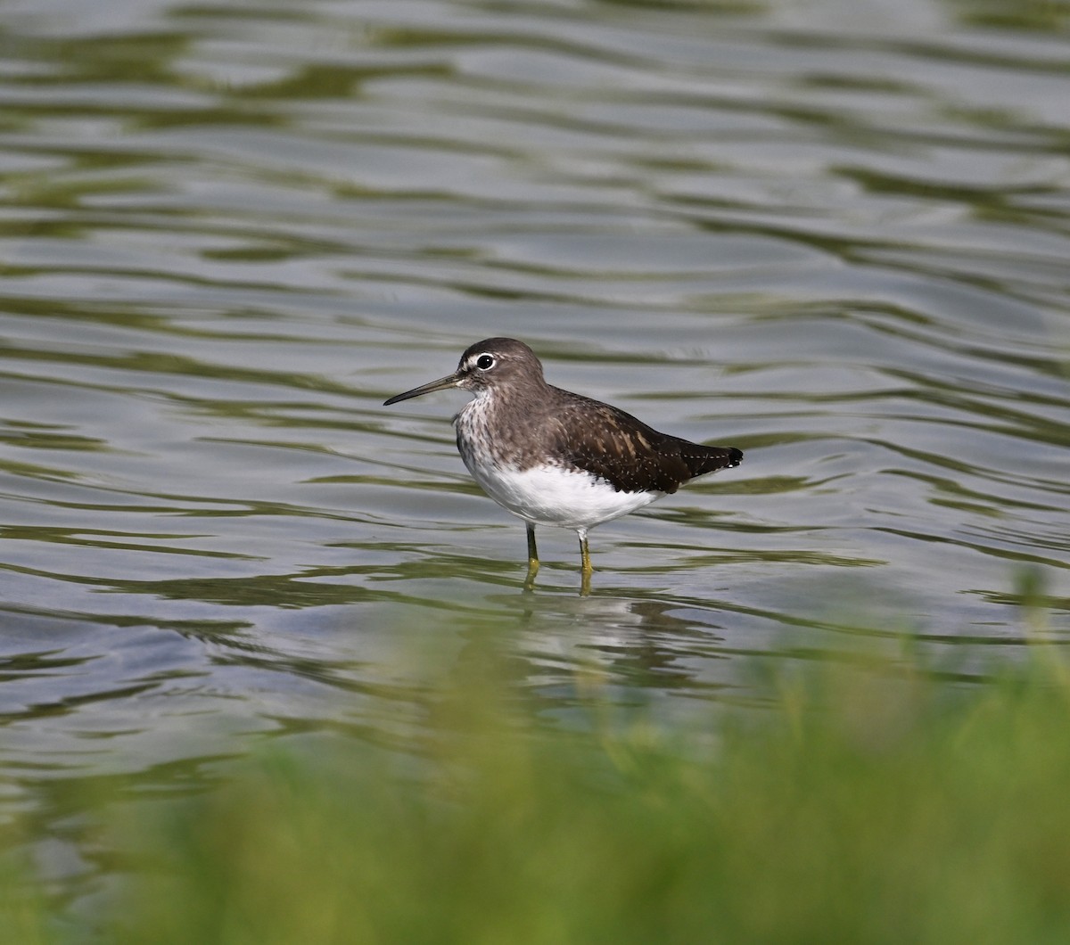 Green Sandpiper - ML647248223
