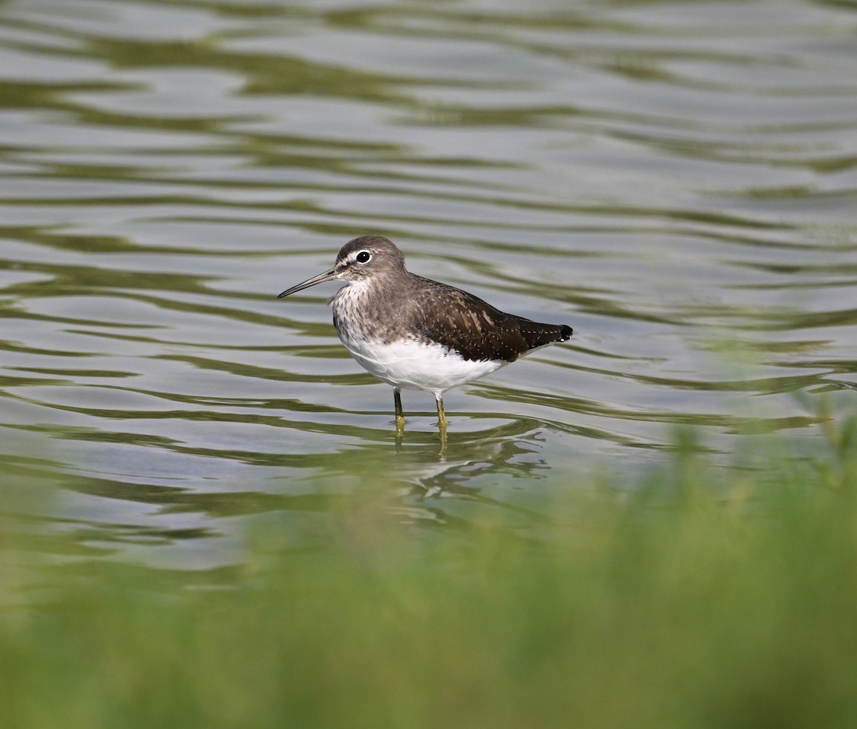 Green Sandpiper - ML647248224