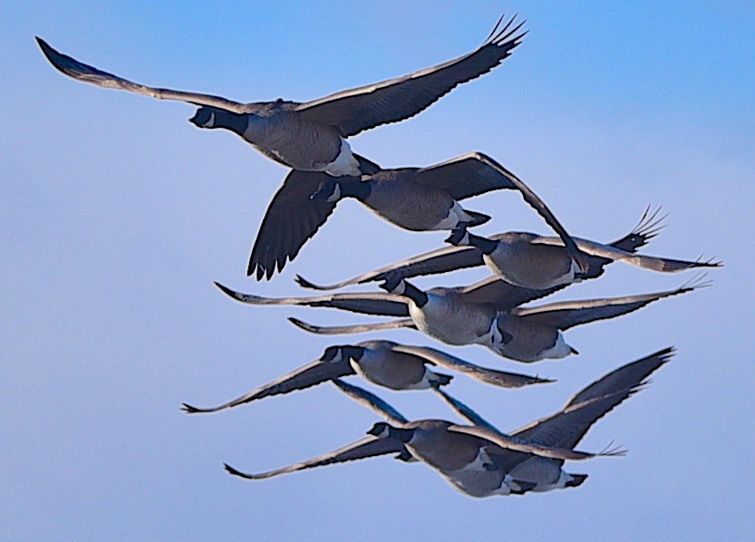 ברנטה קנדית - ML647248244