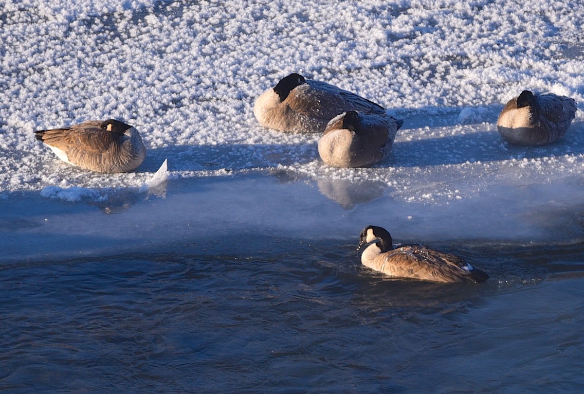 ברנטה קנדית - ML647248245