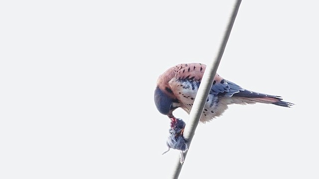 American Kestrel (Northern) - ML647248251