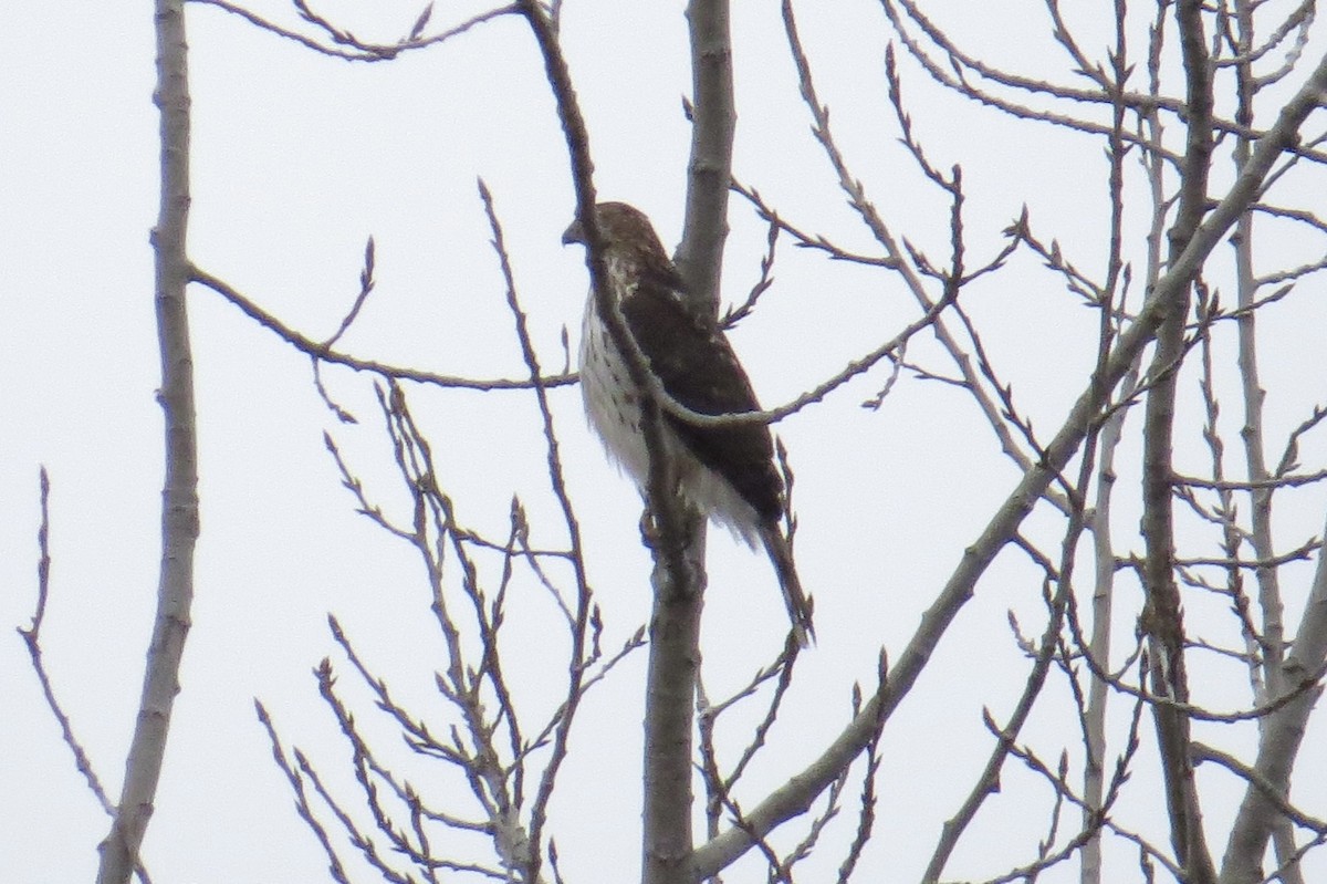 Cooper's Hawk - ML647248254