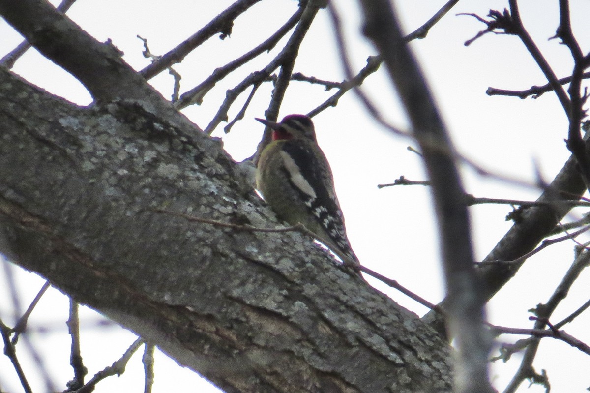 Yellow-bellied Sapsucker - ML647248263