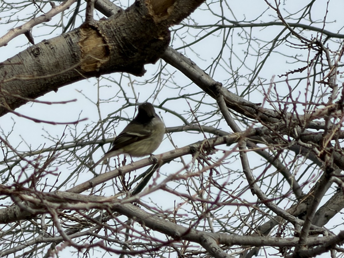 Hammond's Flycatcher - ML647248266
