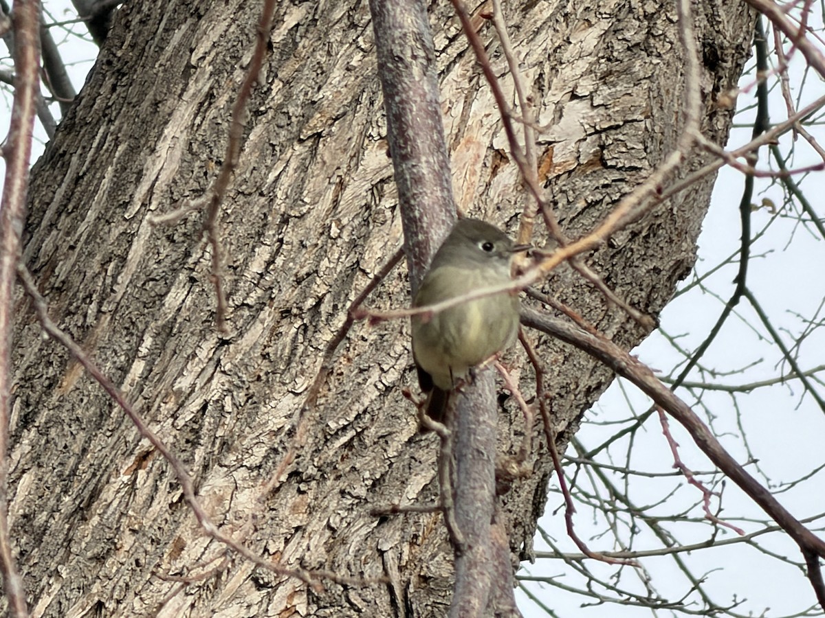 Hammond's Flycatcher - ML647248267