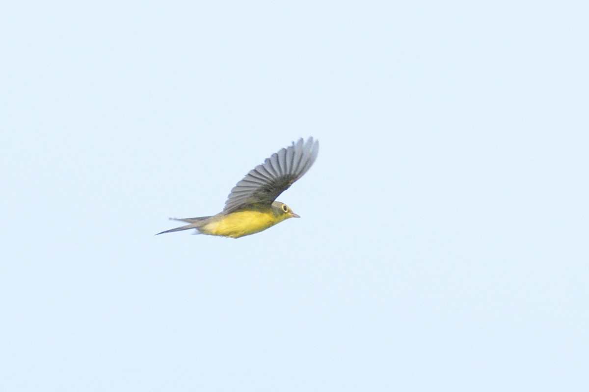 Canada Warbler - ML647248268