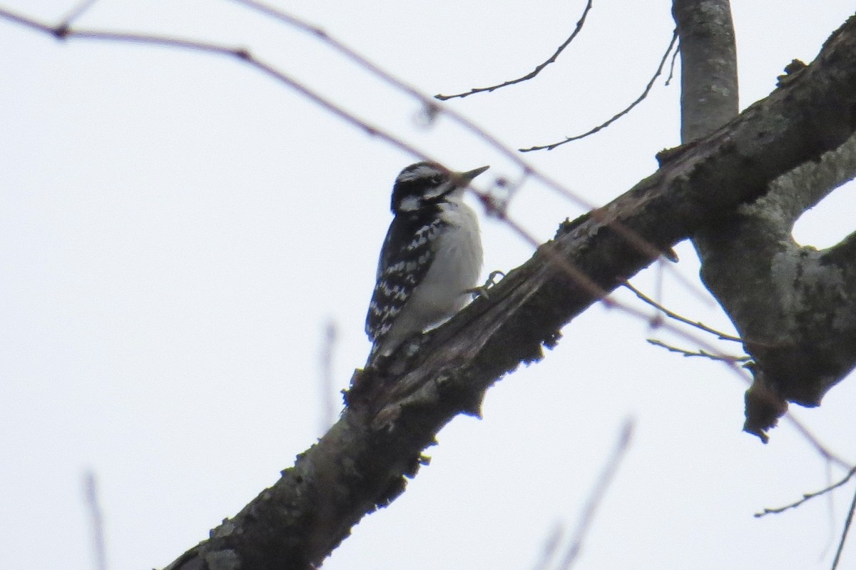 Hairy Woodpecker - ML647248275