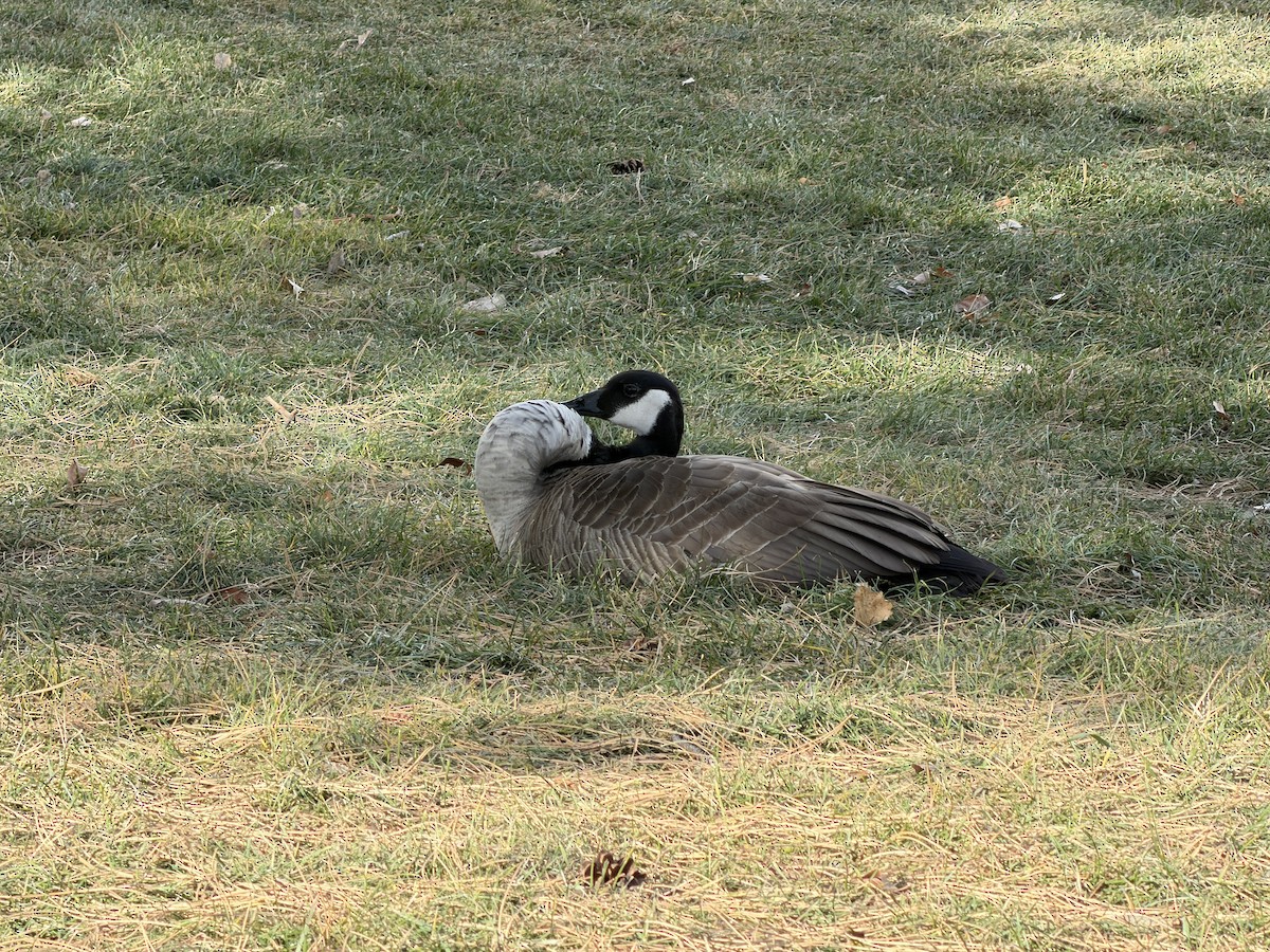 ברנטה קנדית - ML647248279