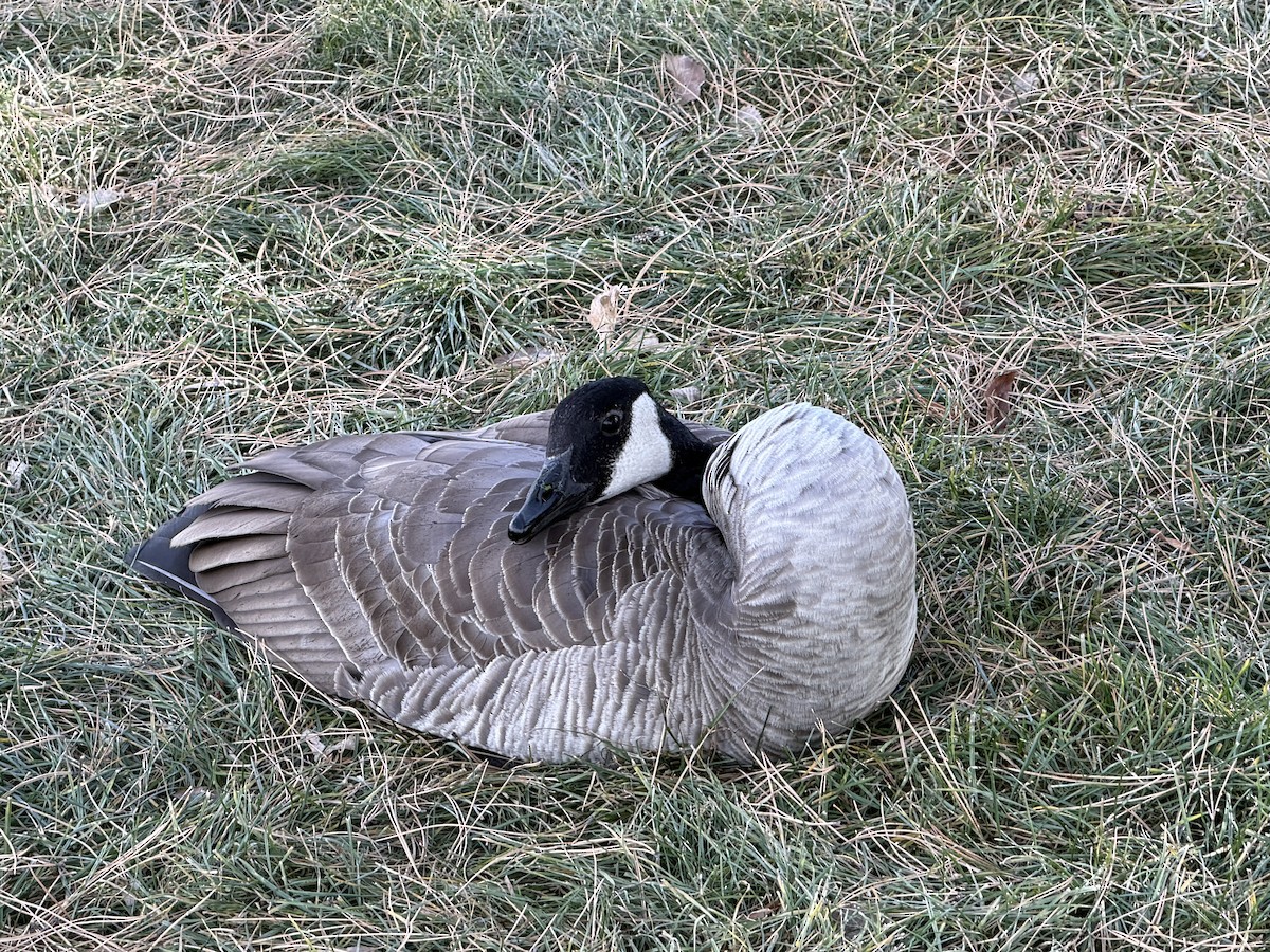 ברנטה קנדית - ML647248280