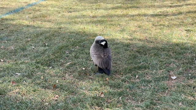 ברנטה קנדית - ML647248281