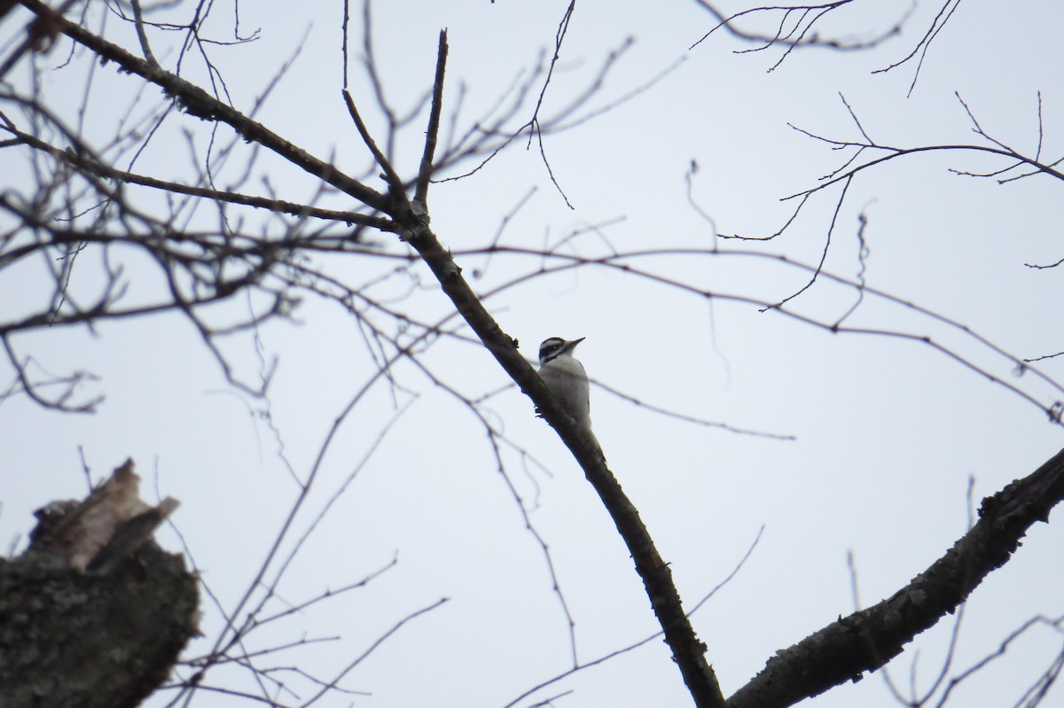 Hairy Woodpecker - ML647248286